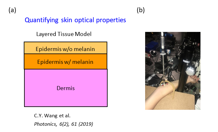(a) Three-layer skin model; (b) A photo of spectral acquisition on the arm with the fiber-optic probe